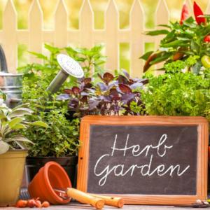 Herbal Garden